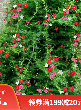 羽叶茑萝种子爬藤花卉种籽五角星四季易种阳台盆栽爬墙室外庭院