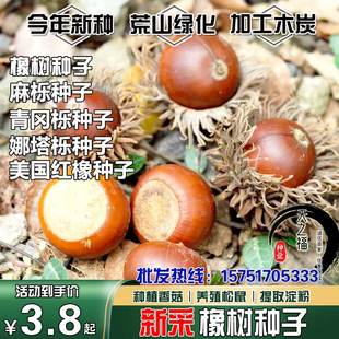 橡树种子麻栎青冈栎蒙古栎柞树象子树橡籽美国红栎红橡娜塔栎种籽