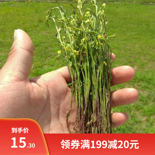 独脚金种子疳积草种籽独脚疳黄花草清米虫