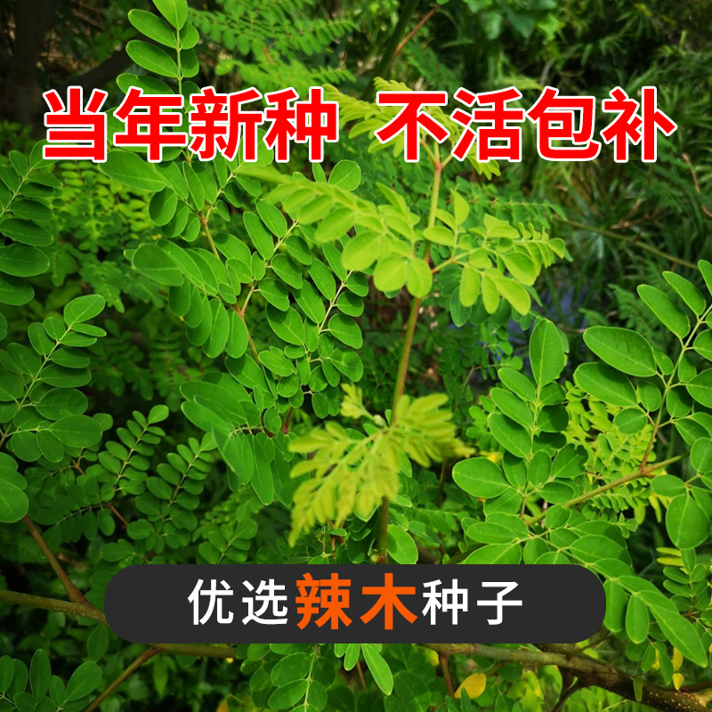 印度辣木种子 精选进口特级优质 纯天然可食用 种植辣木籽包邮