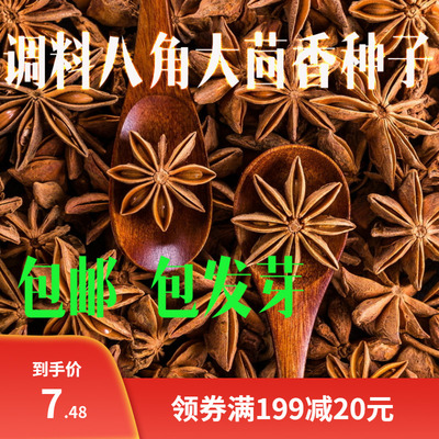 散装大茴香种子大料大红八角茴香八角珠八角香八角树八角种子包邮