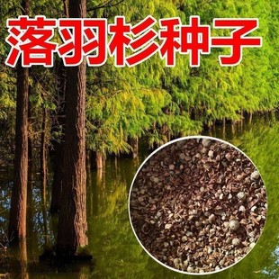 落羽杉树木种子落羽松树水生池塘浅水杉树种子包邮