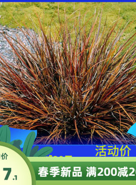 多年生耐寒观赏草红钩灯心草种子热舞草本植物耐热耐寒绿植庭院