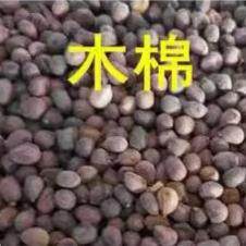 美丽异木棉种子花树大腹