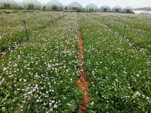 云南药材种苗灯盏花种子 灯盏细辛种子灯盏花中药灯盏细辛种子