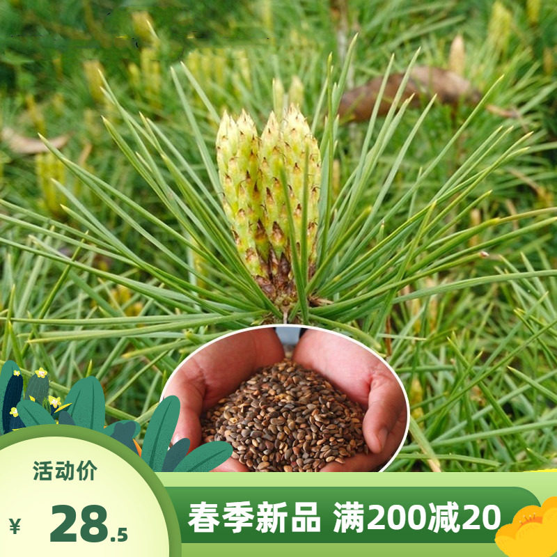 油松树种子别称短叶松短叶马尾松红皮松东北黑松针叶常绿乔木