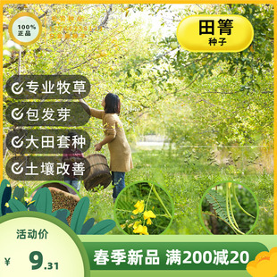 田箐种子果园土壤改善碱菁涝豆耐涝耐旱耐盐碱田青牧草绿肥种籽孑