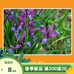 马蔺马兰马莲花种子花籽耐旱耐盐碱景观工程庭院花卉包邮野花耐寒