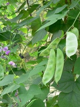 散装白扁豆种子  药用食用藊豆 藤豆 查豆  豆角 眉豆种子包邮