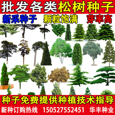 松树种子罗汉松马尾松/黑松/白皮松/华山松/油松/湿地松/雪松种子