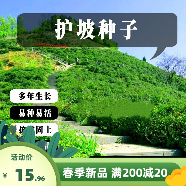 护坡灌木种子胡枝子紫穗槐多花木兰荆条猪屎豆刺槐银合欢护坡种籽