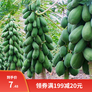 果树种子番木瓜种子 海南红心木瓜种子牛奶木瓜籽 树上熟薄皮多汁