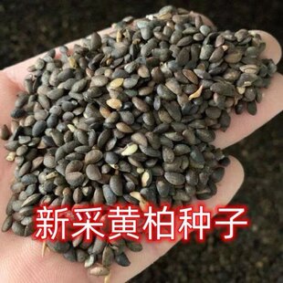 【当年新种】正宗药材厚黄柏种子川黄柏剥皮黄柏黄柏苗黄柏树川