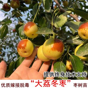 枣树活苗嫁接陕西大荔冬枣树苗特大脆甜南方北方种植盆栽地栽果苗