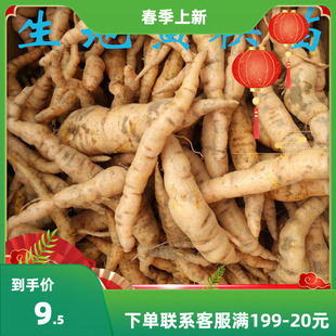 新采摘中药材种子 生地籽 生地黄种子生地黄种籽 生地黄种籽包邮