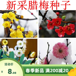 腊梅种子素黄心腊梅树种子狗牙梅榆叶梅珍珠梅乌梅树红梅花种子