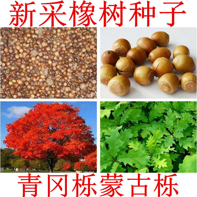 橡树种子青冈栎种子麻栎种子象树种子橡籽美国红橡红栎树柞树种子