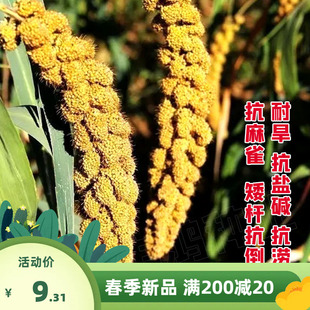 红谷子种子黄小米种籽高产鸟不吃毛谷种抗倒伏春夏季五谷杂粮种孑