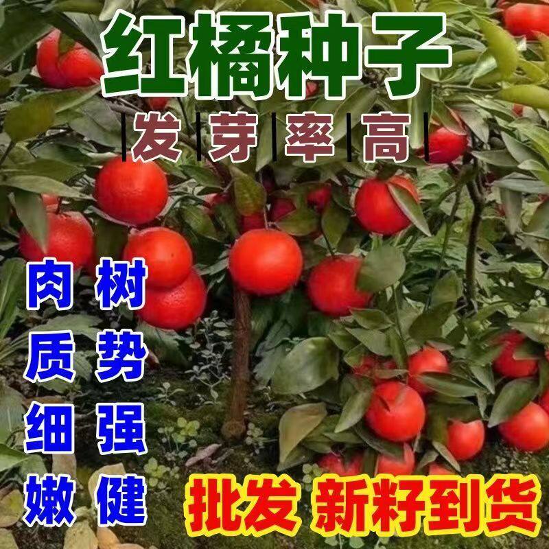 橘子种子砂糖橘籽柑桔籽金桔柑橘子盆栽地栽庭院四季高产味甜种子