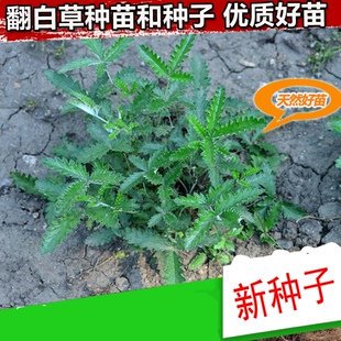 新采摘翻白草种子种苗 叶下白鸡腿根鸡拔腿新鲜中药材全草盆栽