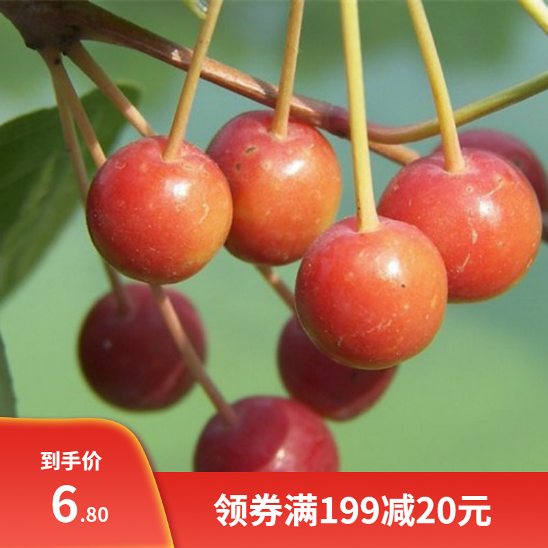 山丁子种子 山定种籽甜茶种子 山荆子嫁接树种子砧木种子原生海棠