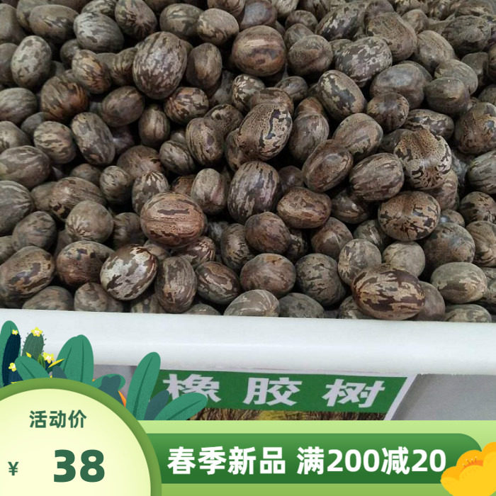 林木种子 散装橡胶树种子  三叶橡胶树种子 巴西橡胶树种子 包邮
