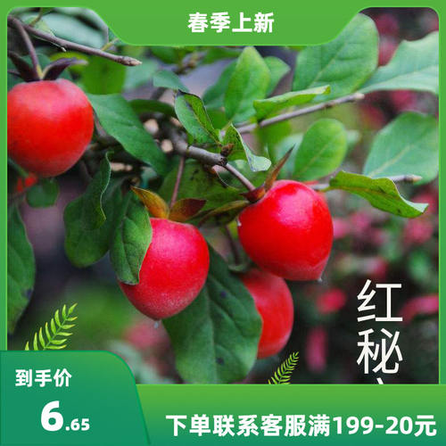 金弹子树种子 鸡血红金弹子种籽盆景 盆栽花卉种子 乌柿种子 剌柿