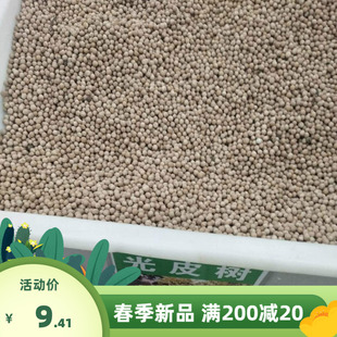 光皮树种子 毛梾 车梁木种子 凉子木苦檀 灯台树种子林木种籽种业