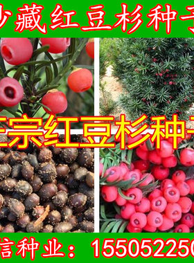沙藏红豆杉种子曼地亚红豆杉种籽东北方南方红豆杉树种子树苗包邮