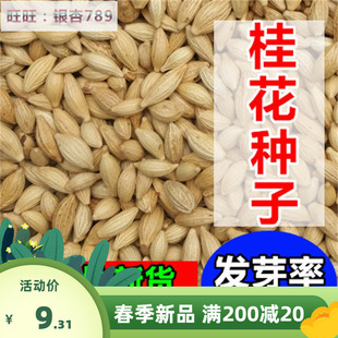 新采桂花种子四季桂金桂沉香八月桂花树种子桂花种籽四季种花种籽