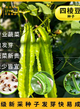 散装四棱豆种子龙豆四角豆皇帝豆种籽蔬菜菜豆角四季庭院盆栽种籽