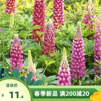 鲁冰花种子宿根羽扇豆种子景观庭院绿化春秋播易种花种子花籽包邮