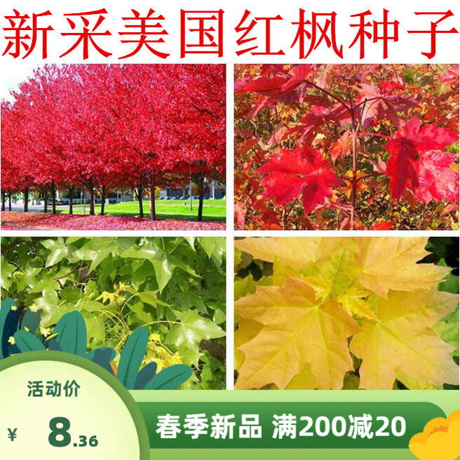 美国红枫种子日本红枫鸡爪槭黄金枫元宝枫五角枫种子青枫种子