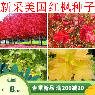 美国红枫种子日本红枫鸡爪槭黄金枫元宝枫五角枫种子青枫种子
