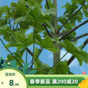 新青桐种子 青皮梧桐 梧桐树 梧树桐麻 中国梧桐种子 林木种籽
