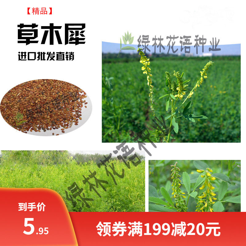 草木犀种子绿肥黄花苜蓿草木樨夏季耐旱耐热护坡蜜源植物四季牧草