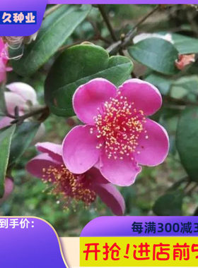 桃金娘种子哆尼仲尼山菍多莲当梨根桃舅娘盆栽花卉当泥稔子树种籽