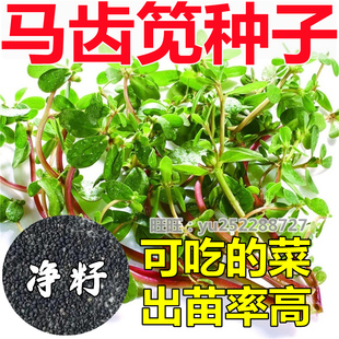 马齿笕种子四季易种生菜可食用马菜马齿苋菜种长寿保健蔬菜野菜籽