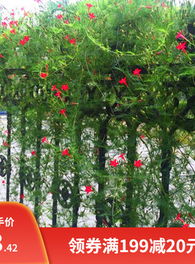 羽叶茑萝种子 爬藤植物四季种易活庭院阳台盆栽五角星花种子包邮