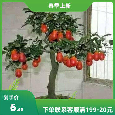 金弹子树种子老鸦乌柿种子花生形种子血红果型金弹子种籽稀有品种