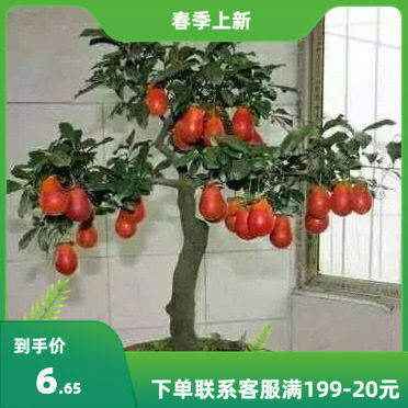 金弹子树种子老鸦乌柿种子花生形种子血红果型金弹子种籽稀有品种