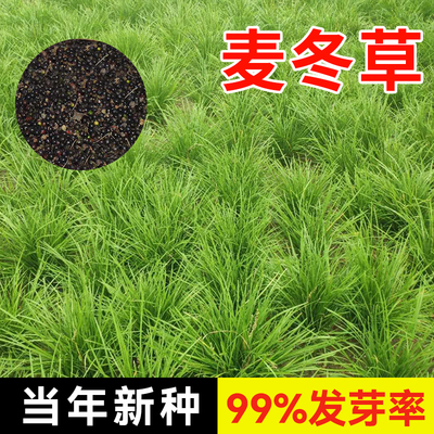 麦冬草种子玉龙草细叶宽叶日本矮生麦冬草庭院绿化常青金边麦冬籽