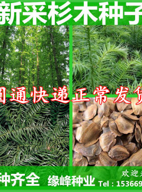 杉木种子水杉种子冷杉柳杉种子落羽杉种子刺杉速生杉树种子池杉籽