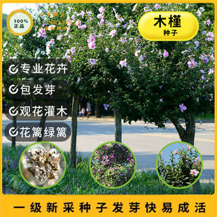 木槿种子红花木槿种子绿篱灌木重瓣朱槿绿化林木苗木植物树种籽