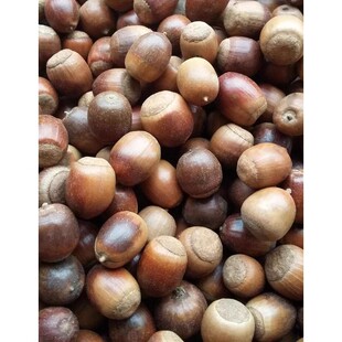 柞树种子 养蚕 柞蚕树种子 皮栎树籽 柞蚕饲料叶子养蚕树种子