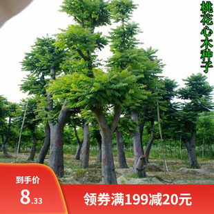 新采桃花心木种子 桃花芯木种子林木种子 榔色木种子南洋芯木种籽