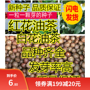 油茶种子 大果红花油茶种子 白花油茶 茶花山茶 茶树种子油茶树籽