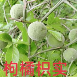 枸橘种子中药材枳壳枳实沉蛋臭橘铁篱笆臭枳子铁篱寨果土枳实种籽