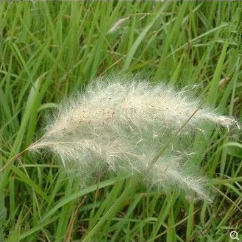 野生茅草种子 白茅根草种子 白茅草种子 白茅花丝茅花白茅根种子