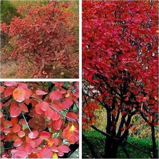 黄栌种子红叶黄栌种子红栌种子黄道栌香山黄栌树种子金叶黄栌